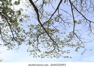 Beautiful patterned branches spreading across the sky