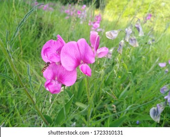 Beautiful Pea Flower And Purple Sweat And Sylph Flying