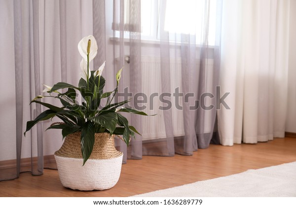 Beautiful peace lily in wicker pot near window\
indoors. Interior design\
idea
