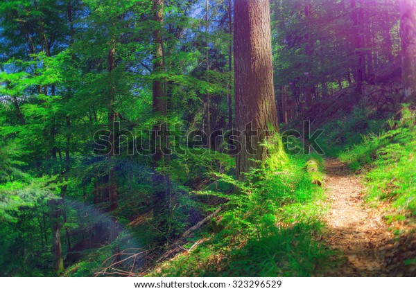 Beautiful Peaceful Mountain Forest Scene Path Stock Photo Edit Now
