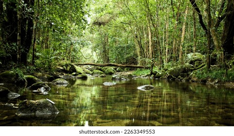 a beautiful peaceful rain forest stream flowing through the daintree national park Queensland Australia
 - Powered by Shutterstock