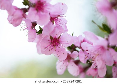 Beautiful peach blooming in the spring garden. Selective focus close-up shot of a peach flower.