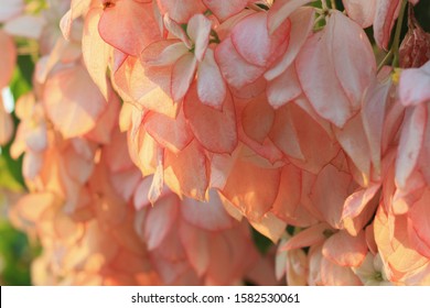 Beautiful Peach Color Flower In The Garden