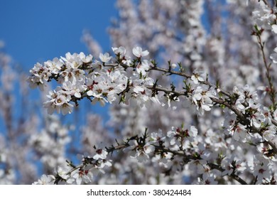 Beautiful Peach Farm Blossom Around Fresno, California