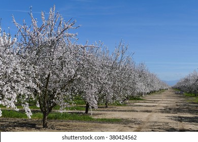 Beautiful Peach Farm Blossom Around Fresno, California