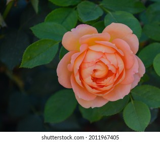 Beautiful Peach Rose In The Santa Clara River Valley, Fillmore, California