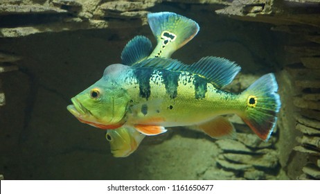 Beautiful Peacock Bass