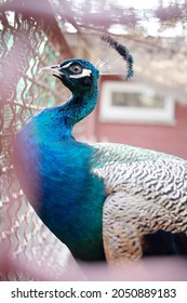 Beautiful Peacock Bird Looking Out Zoo Cage Bars