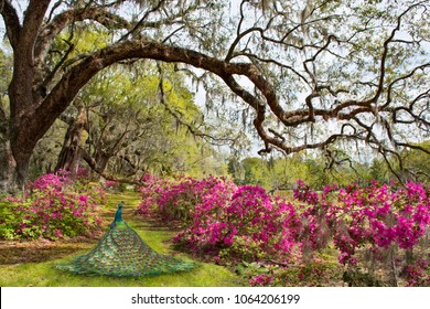 Magnolia Plantation Images Stock Photos Vectors Shutterstock