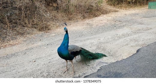 Beautiful Peacock Of Chinnar Wildlife Sanctuary