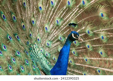 A beautiful Peacock closeup with its Feathers open - Powered by Shutterstock