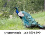 Beautiful 
Peacock ,Czech Republic,Pardubice castle,