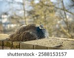 Beautiful peacock in Decin. This photo has been taken in Decin, Czech Republic, January 2025