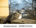 Beautiful peacock in Decin. This photo has been taken in Decin, Czech Republic, January 2025