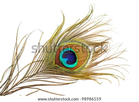 Beautiful peacock feather, close up ,on a white background