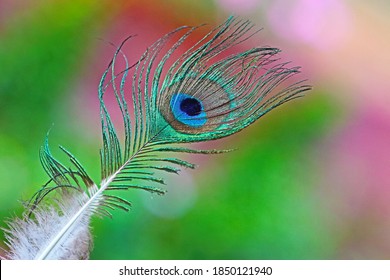 beautiful peacock feather images