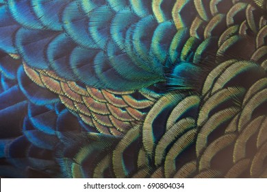 Beautiful peacock feathers (Green peafowl)