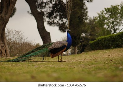 A Beautiful Peacock In The Garden Of Halki Seminary Of Heybeliada Island In İstanbul 