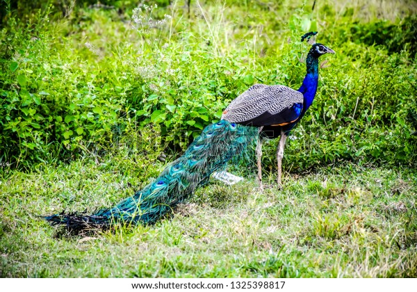 Beautiful Peacock Have Colorful Long Tail Stock Photo (Edit Now) 1325398817