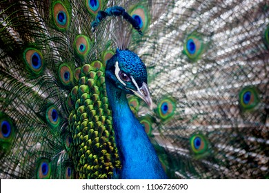 Beautiful Peacock Head