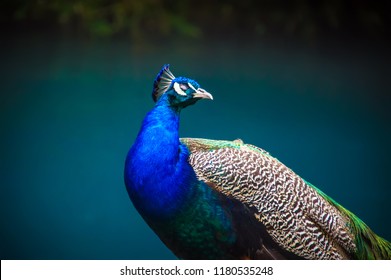 Beautiful peacock head. Portrait of beautiful peacock with feathers. Indian or blue peafowl. Peacock - peafowl with close tail,beautiful representative exemplar of male peacock in great metalic colors