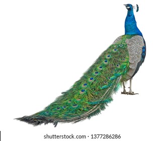 57,982 Peacock isolated Images, Stock Photos & Vectors | Shutterstock