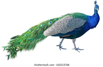 Beautiful Peacock Isolated On White Background Stock Photo (Edit Now ...