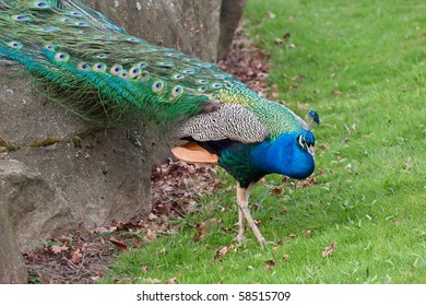 Beautiful Peacock In Knowsley Safari Park