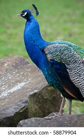 Beautiful Peacock In Knowsley Safari Park