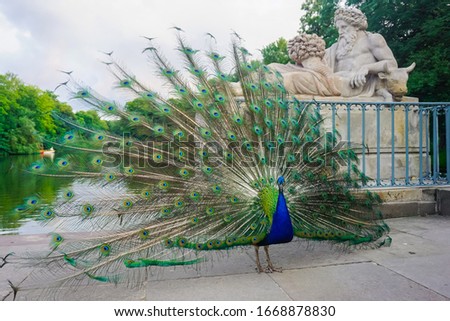 Beautiful peacock in Lazienki park in Warsaw
