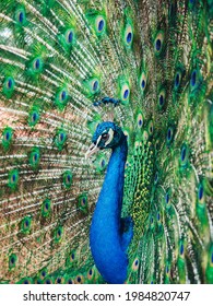 A beautiful peacock with mesmerizing green feathers
