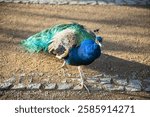 Beautiful peacock near the Decin castle. This photo has been taken in Decin, Czech Republic, January 2025