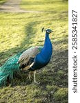 Beautiful peacock in the park of Decin castle. This photo has been taken in Decin, Czech Republic, January 2025