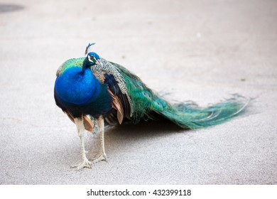Beautiful peacock. Portrait of peacock 