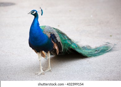 Beautiful peacock. Portrait of peacock 