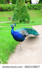 Beautiful peacock posing for the camera