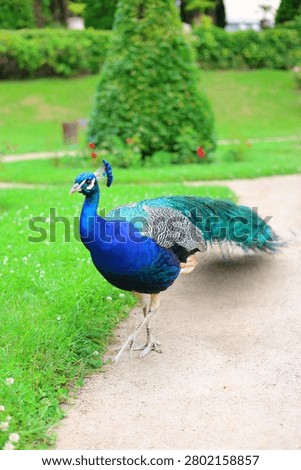 Beautiful peacock posing for the camera