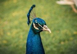 Beautiful Peacock Staring At You