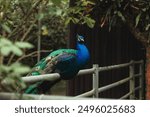 A beautiful peacock with stunning green and blue feathers sits gracefully on a fence, showcasing its vibrant colors in a serene and picturesque scene