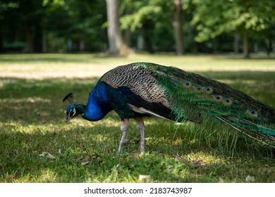 Beautiful Peacock In Warsaw Park