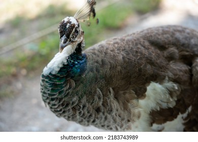 Beautiful Peacock In Warsaw Park