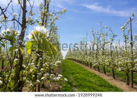 Beautiful pear tree blossom in springtime  with sunny weather and fruit orchard scenery in the background (Borgloon, Belgium)