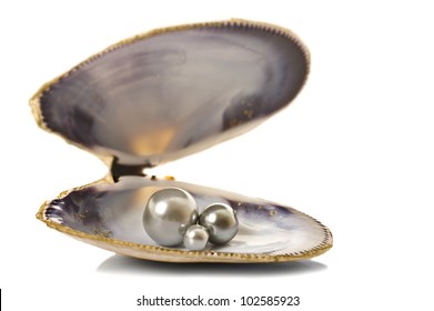 Beautiful pearls in a shell on pure white background