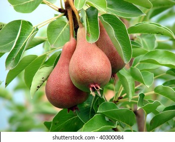 beautiful pears on a tree