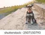 beautiful pedigree dog sitting outdoors - miniature schnauzer on steps in summer sunshine