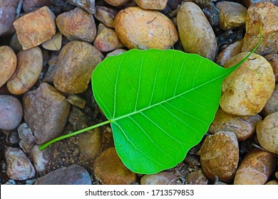 Beautiful Peepul Tree Leaf On The Stones