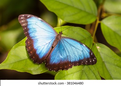 A beautiful Peleides Blue Morpho butterfly sitting on a leaf, Belize - Powered by Shutterstock