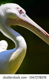 A Beautiful Pelican At Miyazaki City Phoenix Zoo