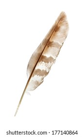 beautiful pen feather isolated on a white background