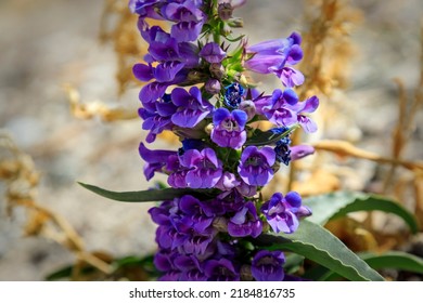 A Beautiful Penstemon Flower In The Great Basin Desert Of Nevada